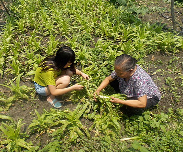 ��������æ�_�y��ժ�Ĳ˲��ϸ�ժ��Ч�ʵͣ����^������Ϥ��ָ�����ܿ�꠆T���M���ˠ�B��