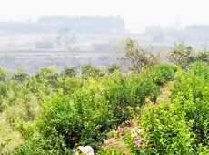 �������ܵ��l�����ǰ���ӷ��s����������ؚ�F����С����ͨ�^������������Ľ������䣬��׃��ؚ�F��ò������̽۴��S������ɵ��r��@�����S������롭