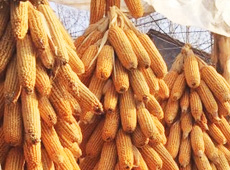 �Ŵ���������֮����