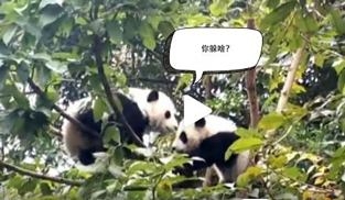 �L�L��̫�ɐ�����С��ȫ�̡���ĸЦ����