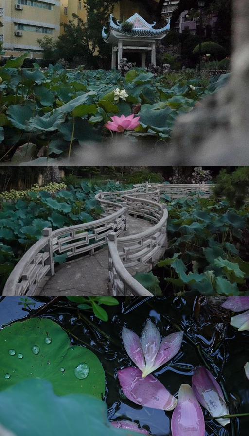 盧廉若公園。人民網 唐佳 攝