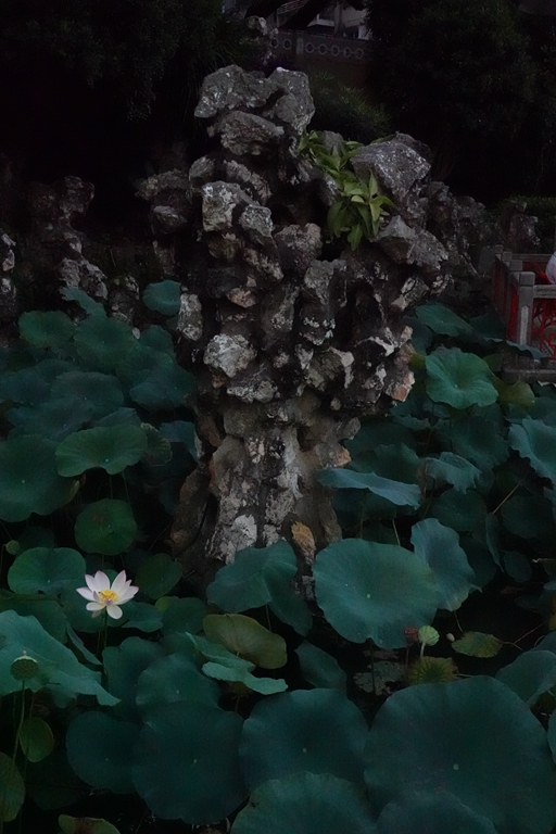 盧廉若公園的假山石。人民網 唐佳 攝