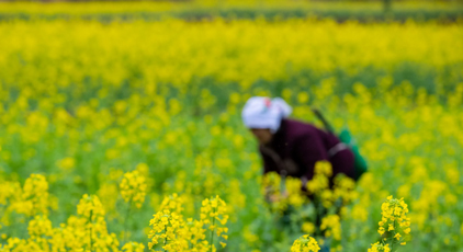 貴州從江:油菜管護正當時