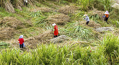 廣西蒙山：採(cǎi)收甘蔗