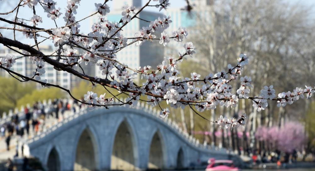 北京玉淵潭春花爭(zhēng)艷